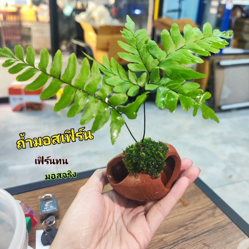 ถ้ำมอสเฟิร์น น่ารักมากๆ เพิ่มออกซิเจน