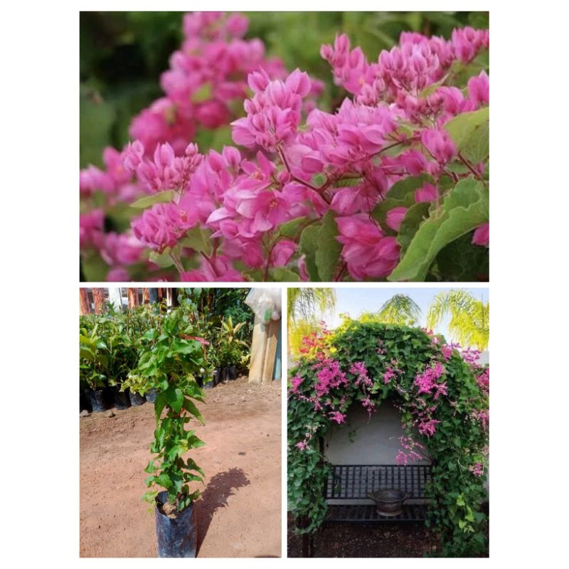 ต้นพวงชมพู 🌱 1 ต้น 149 บาท