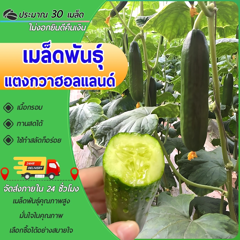 30 เมล็ดเมล็ดพันธุ์แตงกวาฮอลแลนด์ เมล็ดพันธุ์แตงกวา เมล็ดแตงกวาด แตงกวาไร้หนาม ผักทานสด สวนครัว