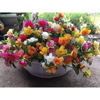 คุณนายตื่นสายแหวนเพรชมี12สีตัดคละสีครบทุกสีตัดใหม่สดทุกวันสา…