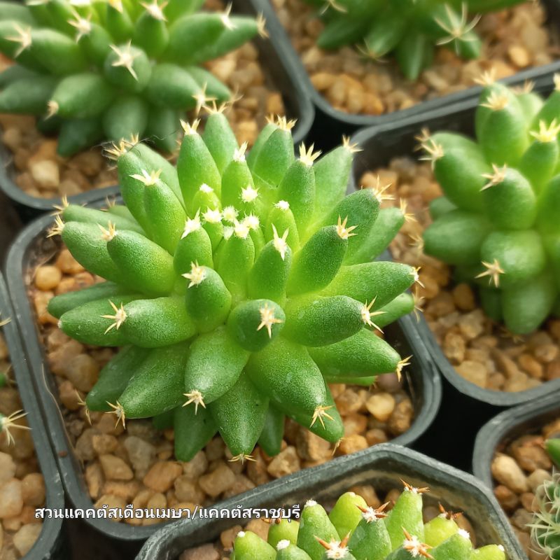 แมมบรู (Mammillaria camptotricha cv. Bru) ขนาดกระถาง 2 นิ้ว 2 ภาพสุดท้ายเป็นตัวอย่างดอก