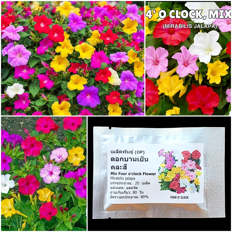 เมล็ดพันธุ์ ดอกบานเย็น คละสี Mix Four o'clock Flower Seed 20 เมล็ด คุณภาพดี ของแท้ 100%