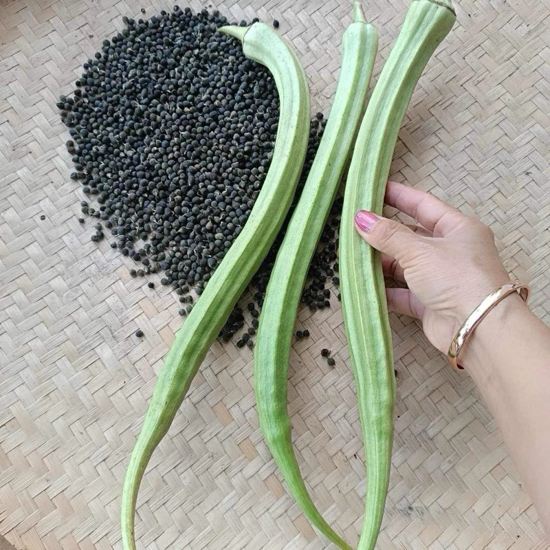 เมล็ดพันธุ์กระเจี๊ยบงาช้าง