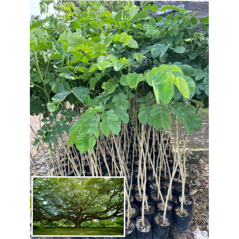 ต้นจามจุรี ต้นก้ามปู ต้นฉำฉา ไม้เศรษฐกิจ ไม้ยืนต้น ให้ร่มเงา (สูง 90-100cm)