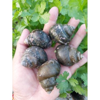 หอยขมยักรัตนะไซด์10เดือนพร้อมเป็นแม่พันธุ์.จัดโปร5ตัว