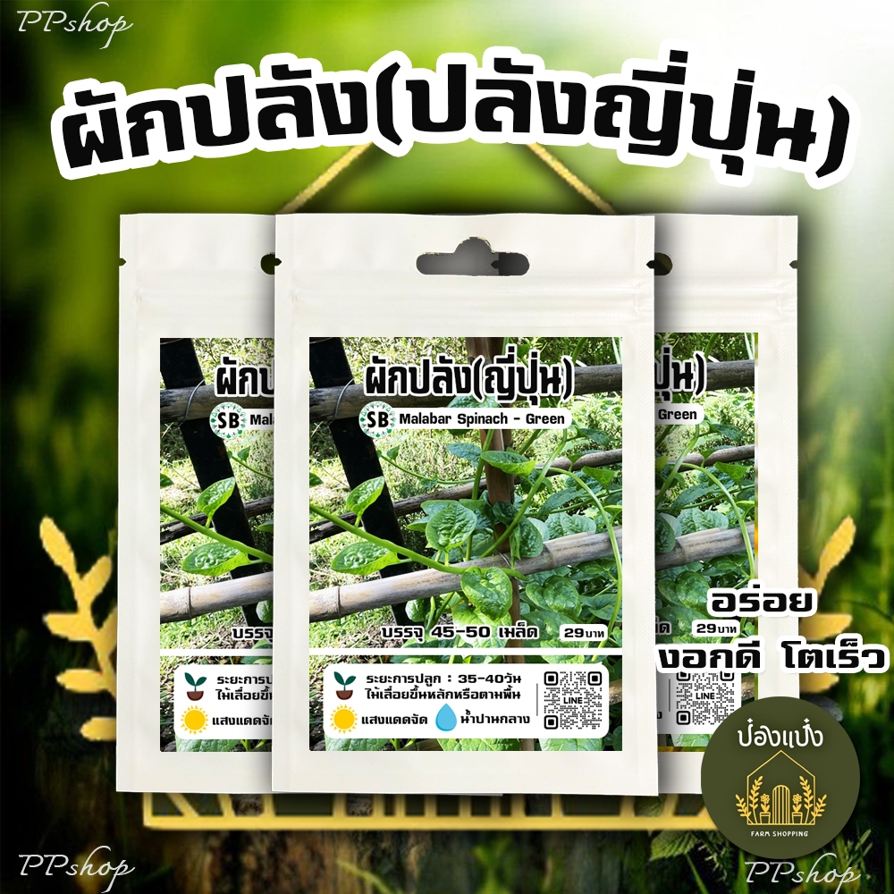 ผักปลังญี่ปุ่น 40-50เมล็ด กรอบ-กินดี-ใบใหญ่ [ Malabar Spinach /Green] 🔥โปรโมชั่น [ซื้อ 3 แถม 1ซอง] -