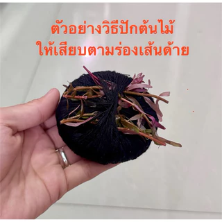 ก้อนวาบิ ใช้สำหรับปลูกไม้น้ำ เส้นผ่าศูนย์กลาง5 เซ็น ขนาดกลาง หนา1.5เซ็น