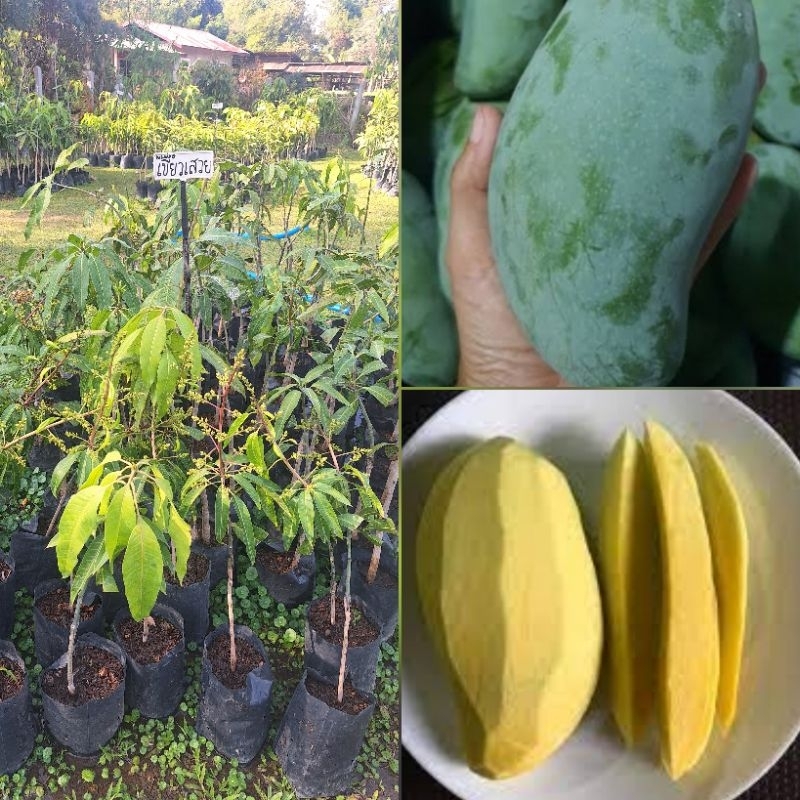 ต้นมะม่วงพันธุ์เขียวเสวย เสียบยอด ต้นพันธุ์สูง 60-80 ซม.นิยมทานผลสด มีรสอร่อย เนื้อกรอบ รสชาติหวานมัน