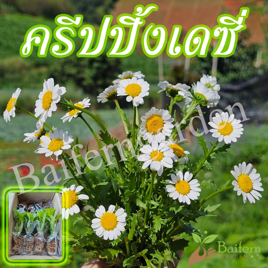 ต้นกล้าดอกโครีออพซีส สตาร์สตรัค (Coreopsis starstruck) ดอกไม้กินได้ สวยงามเลี้ยงง่าย