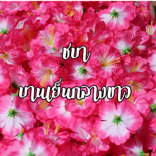 ดอกชบา หัวดอกชบา ดอกชบาประดิษฐ์ ดอกชบาแห้ง ถุงละ500ดอก