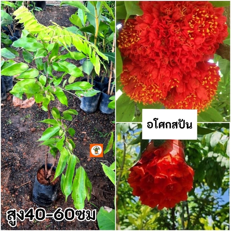 ต้นอโศกสปัน อโศกสปัน