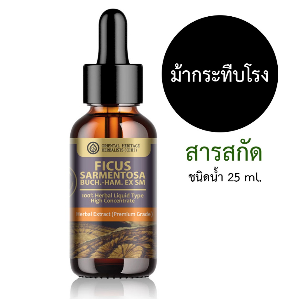 สารสกัดม้ากระทืบโรง 25 ml. Ficus sarmentosa Buch. สำหรับใช้ในเครื่องสำอาง