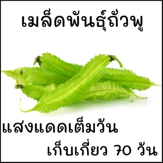 10 เมล็ด เมล็ดพันธุ์ถั่วพูสั้น เมล็ดขยายพันธุ์ต่อได้