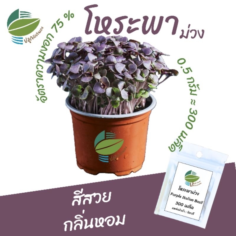 เมล็ดพันธุ์ต้นอ่อน โหระพาม่วง (Purple Italian Basil Sprout)