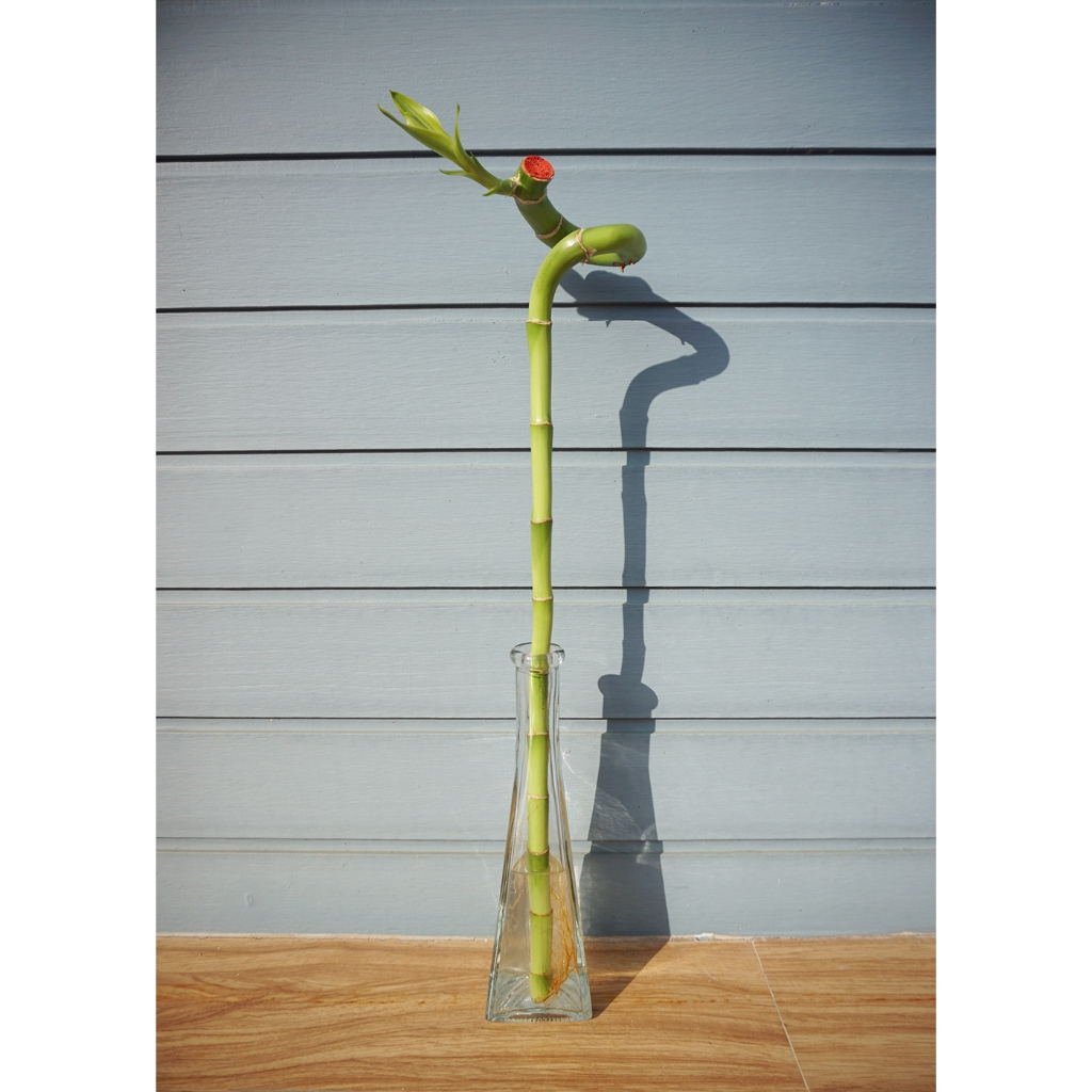ไผ่กวนอิมดัดมังกรแบบตัดยอดแตกหน่อ สูง 45-50 ซม. / 45-50-CM High Dragon Lucky Bamboo With 1 Bud. Order 1 pc, get 1 stem