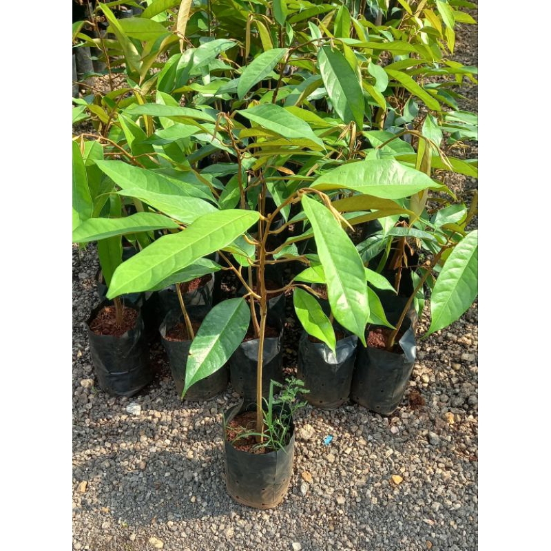 ต้นทุเรียนหมอนทอง🌱 เสียบยอด🌱