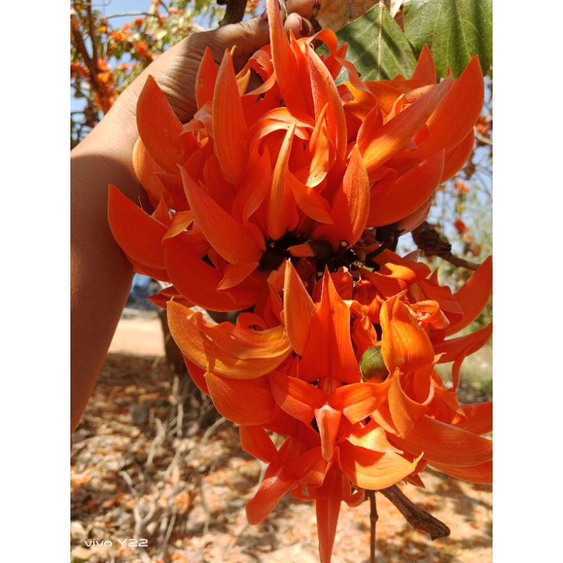 ดอกทองกวาวตากเเห้งหรือดอกจานตากเเห้ง ขนาด 100 กรัม - รูปที่ 3