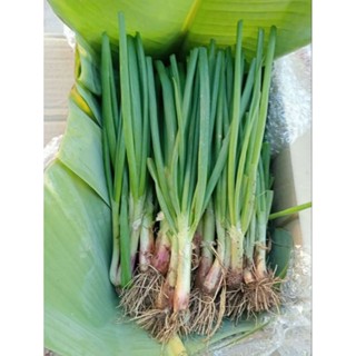 พันธุ์หอมแบ่ง  พันธุ์หอมบั่ว หัวใหญ่  1กิโล ปลูกทำพันธุ์แบบอ…