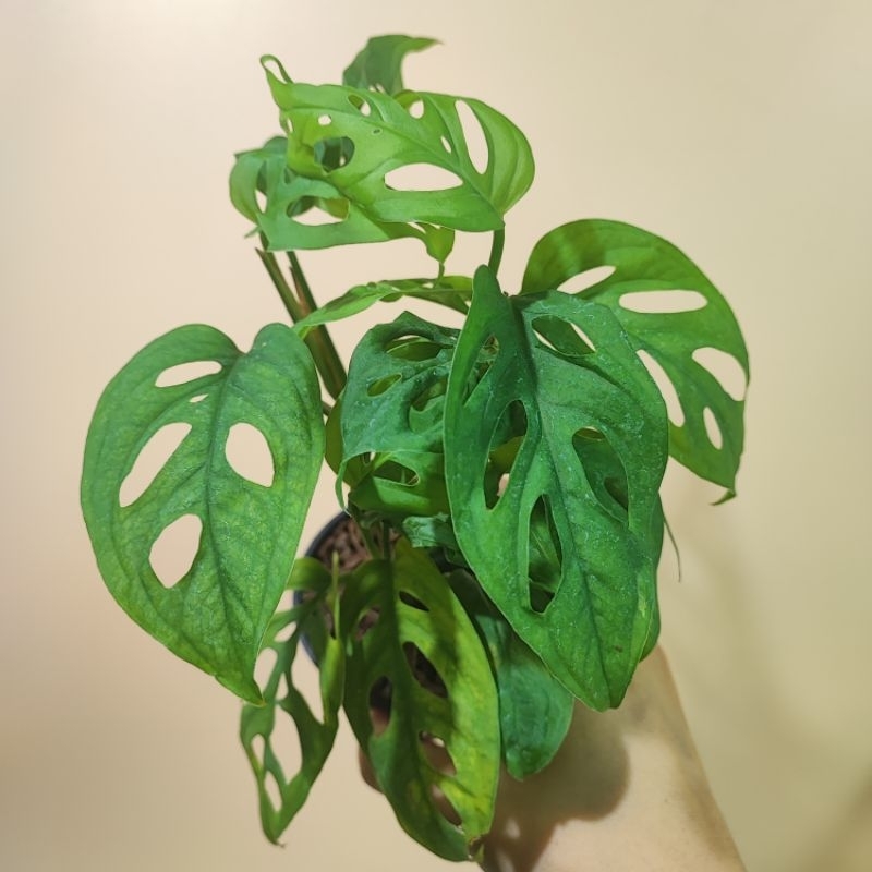 มอนสเตอร่า อคูมินาต้า Monstera acuminata ไม้ฟอกอากาศ ไม้สะสม พลูฉลุ