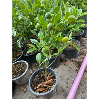 ต้นส้มจี๊ด🍊( ติดลูกทุกกระถาง )#มี 3 ขนาดให้เลือก กระถาง 5-8-10 นิ้ว