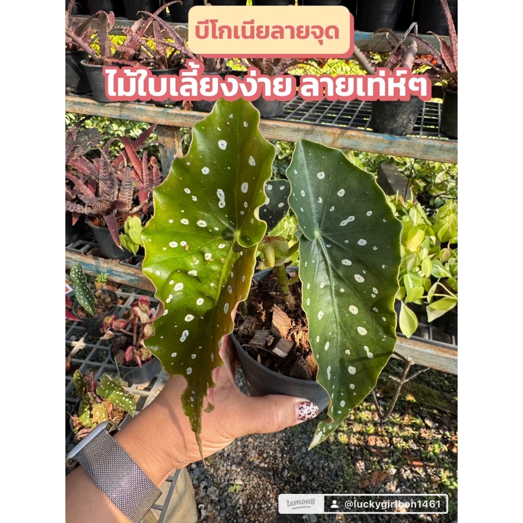บีโกเนีย ลายจุด พืชที่มีความโดดเด่นสะดุดตาในทุกสวน