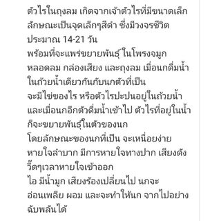 Scatt ไล่ใรนก สำหรับสัตว์ปีก ทุกสายพันธุ์ มี 2 ขนาดให้เลือก