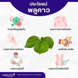 พลูคาวแคปซูล - ตราภูรีเฮิร์บ