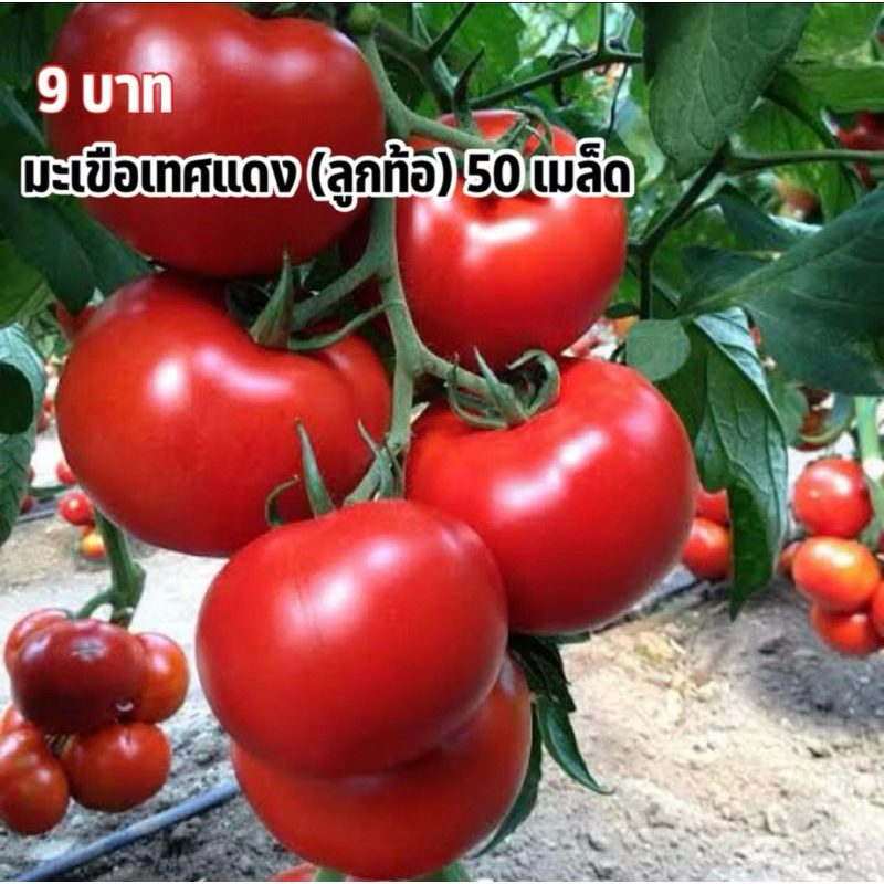 มะเขือเทศแดงใหญ่ 9บาท 50เมล็ด