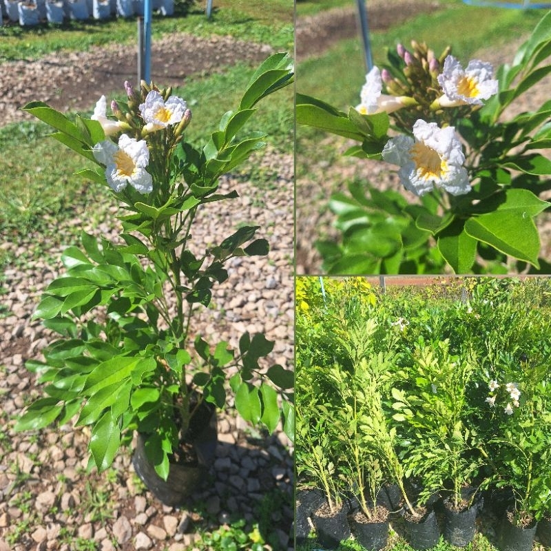 ต้นปีบยูนาน (Dwarf Tree Jasmine) เป็นไม้พุ่ม ดอกมีกลิ่นหอม