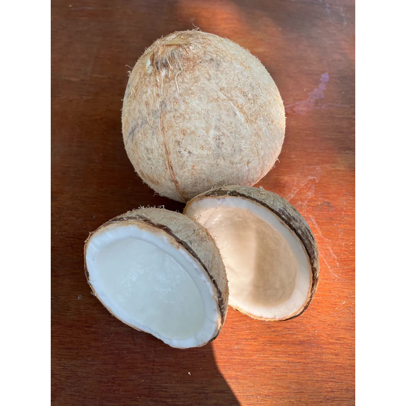 มะพร้าวทึนทึกอ่อน สำหรับทำขนม 🥥 🌴บางสะพาน-ทับสะแก (1-1.5 กิโลกรัม/ลูก) สดใหม่จากสวน