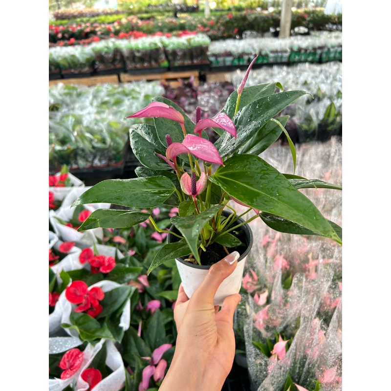 หน้าวัวสีม่วงสายละมุน Zizou ตั้งฟอกอากาศในบ้านสำนักงานคาเฟ่แสนเก๋