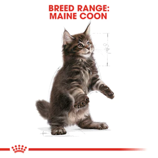 [กระสอบ] Royal Canin Maine Coon Kitten รอยัลคานิน อาหารลูกแมว พันธุ์ เมนคูน ลูกแมว อายุ 4-15 เดือน 10 kg