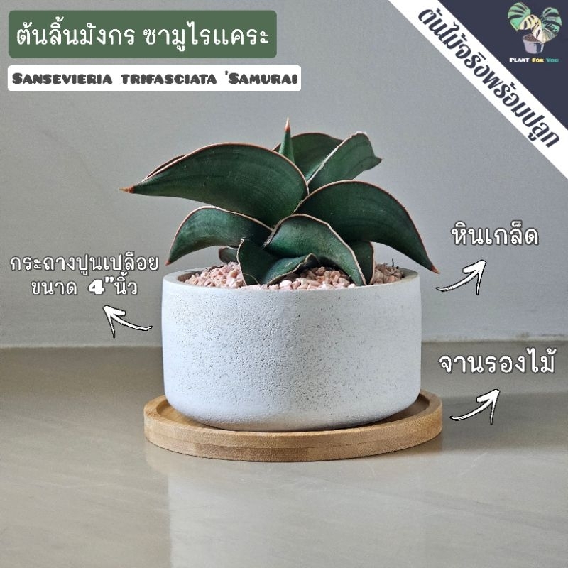 ต้นลิ้นมังกร ซามูไรแคระ พร้อมกระถางปูนเปลือย 4"นิ้ว+หินเกล็ด+จานรองไม้ (ต้นไม้ฟอกอากาศ)