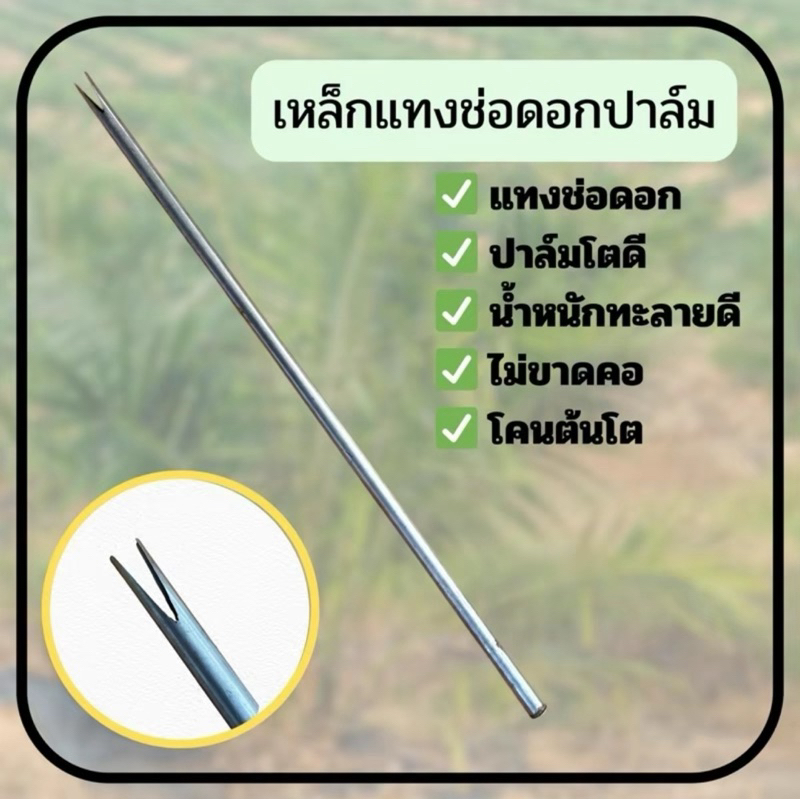 เหล็กแทงช่อดอกปาล์มม