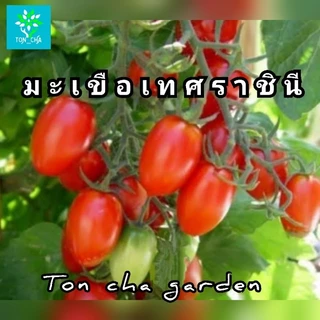 มะเขือเทศราชินี มะเขือเทศสีดา มะเขือเทศลูกท้อ ในถุงเพาะชำ 6 นิ้ว พร้อมปลูก