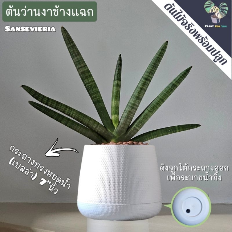 💤 ว่านงาช้าง(Boncel) "ต้นแฉก" กระถาง+จานรอง+เม็ดPopper+ขาตั้ง (ต้นไม้ฟอกอากาศ)
