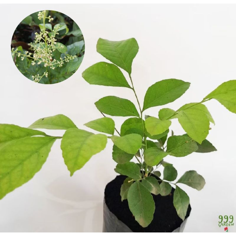 ต้นโปร่งฟ้า / ต้นแฮค ใบมีรสหวานเย็น