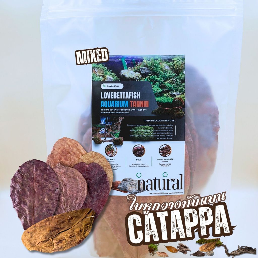 (ถุงซิปล็อคหนา) ใบหูกวางทับแบนตัดก้าน จำนวน 25+ใบ สวยงามคุณภาพสูงล้างสะอาด บรรจุเต็มใบคละ 10 - 18cm.