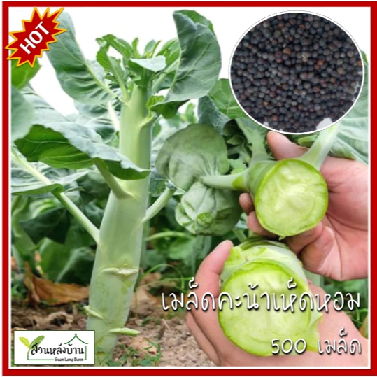 500 เมล็ด คะน้าเห็ดหอม เมล็ดคะน้าเห็ดหอม คะน้า เมล็ดคะน้า