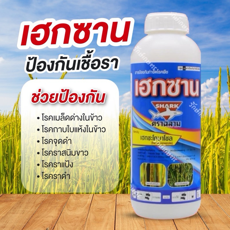 ยกลัง 12 ขวด เฮกซาน (เฮกซะโคนาโซล 5% SC) ป้องกันกำจัดโรคพืชหลายชนิด เมล็ดด่าง ใบจุด กาบใบแห้ง ยาสูตรเย็น