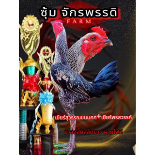 ไข่ไก่ชนพม่า เยียร์สุรรณขนมคก + พรสวรรค์ สายเลือด ส.มีสุวรรณ