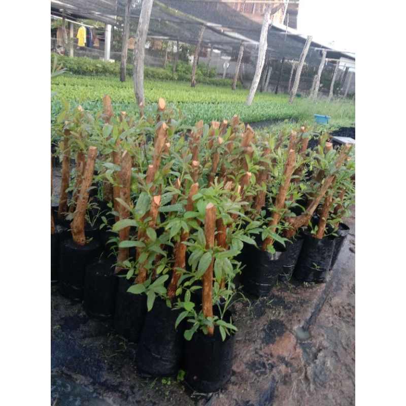 ต้นตอผักติ้วยอดแดงแบบขุดต้นมาปักชำ - รูปที่ 3