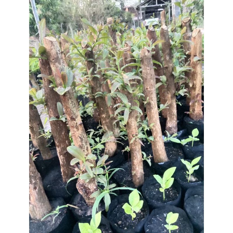 ต้นตอผักติ้วยอดแดงแบบขุดต้นมาปักชำ - รูปที่ 6