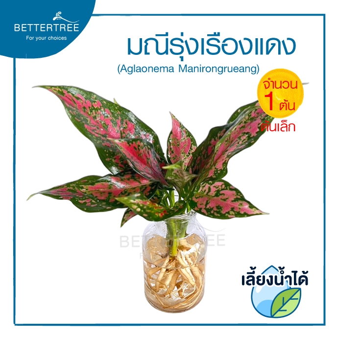 มณีรุ่งเรืองแดง ไซซ์เล็ก (จำนวน 1 ต้น)เลี้ยงน้ำได้ ไม้มงคล ไม้ฟอกอากาศ