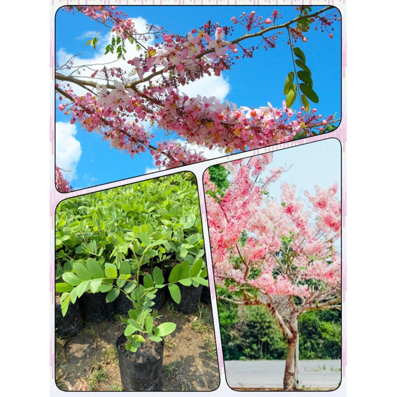 ต้นกัลปพฤกษ์ ซากุระเมืองไทย ไม้ยืนต้น ดอกสีชมพูสวย(สูง 30-50cm)