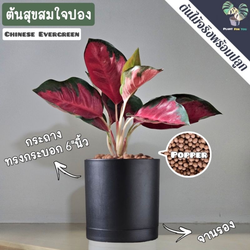 ❤️ต้นสุขสมใจปอง Chinese Evergreen พร้อมกระถาง+เม็ดPopper+ขาตั้งไม้สน (ต้นไม้มงคล) ราคา ถูกที่สุด ดีลบีเคเค แกลเลอรีภาพที่ 5