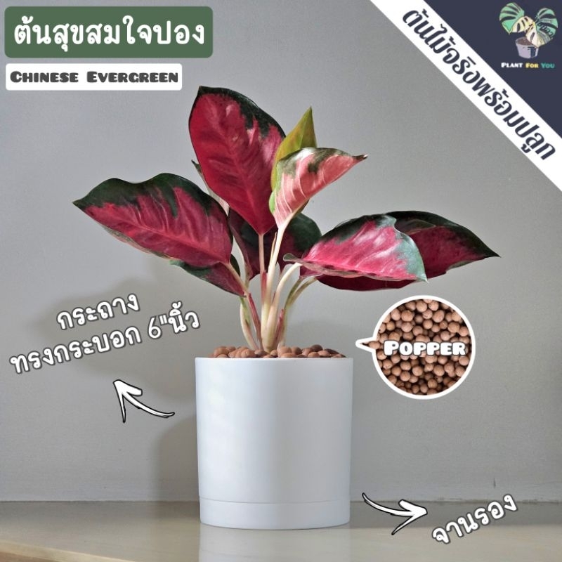 ❤️ต้นสุขสมใจปอง Chinese Evergreen พร้อมกระถาง+เม็ดPopper+ขาตั้งไม้สน (ต้นไม้มงคล) ราคา ถูกที่สุด ดีลบีเคเค แกลเลอรีภาพที่ 4