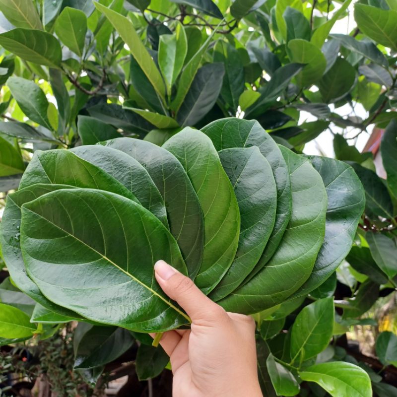 ใบขนุนสด จำนวน 50 ใบ (สินค้าพร้อมจัดส่ง)