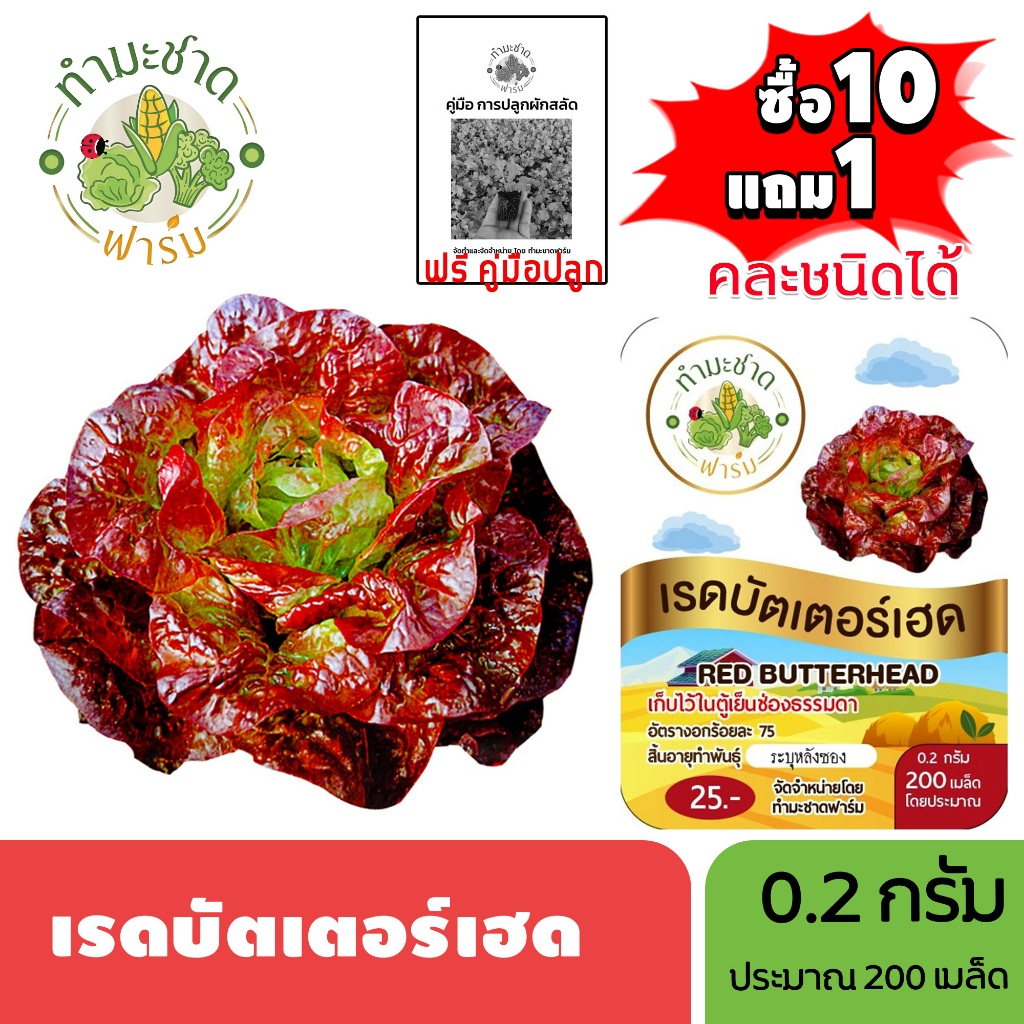 ทำมะชาดฟาร์ม (ซื้อ10แถม1) เมล็ดพันธุ์ เรดบัตเตอร์เฮด ขนาด0.2กรัม ประมาณ200เมล็ด RED BUTTERHEAD ผักสลัด เมล็ดพันธุ์พืช เม