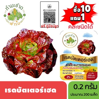 ทำมะชาดฟาร์ม (ซื้อ10แถม1) เมล็ดพันธุ์ เรดบัตเตอร์เฮด ขนาด0.2…